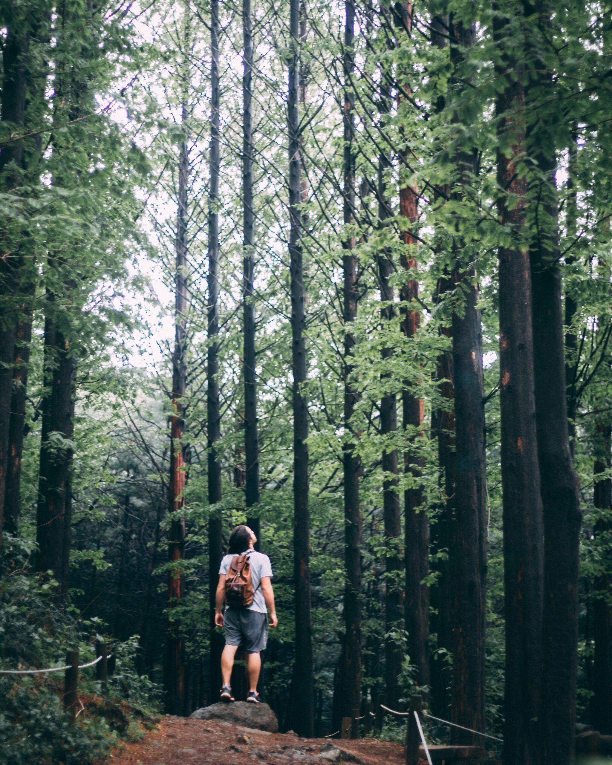 A person stands looking upwards at a forest
