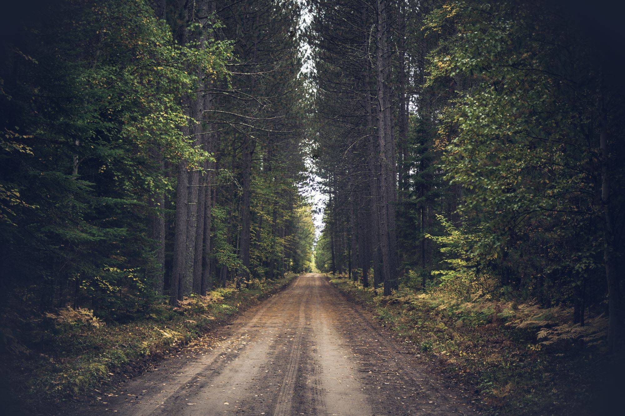 forest roads are often dirt or stone