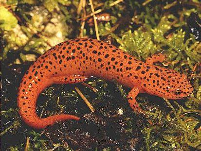 Salamander