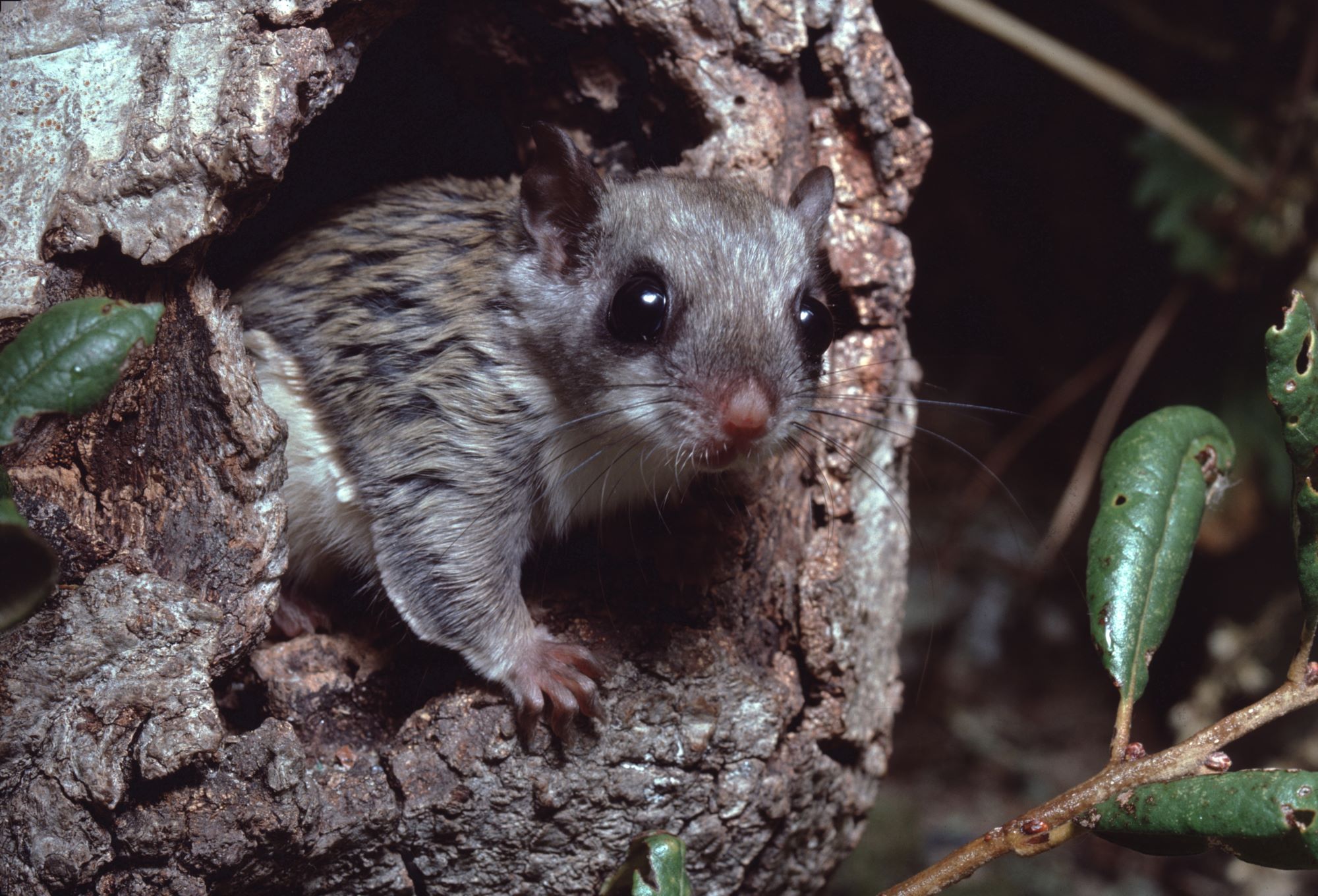 a southern flying squirrel in a tree cavity