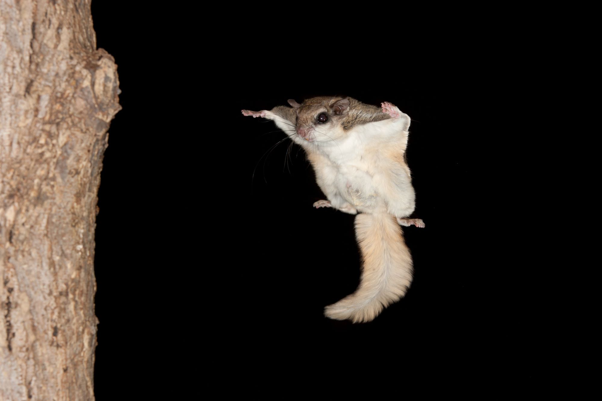 a southern flying squirrel gliding