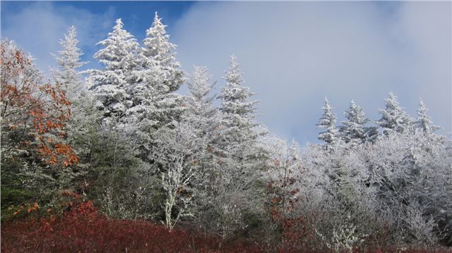 carbon canopy spruce fir