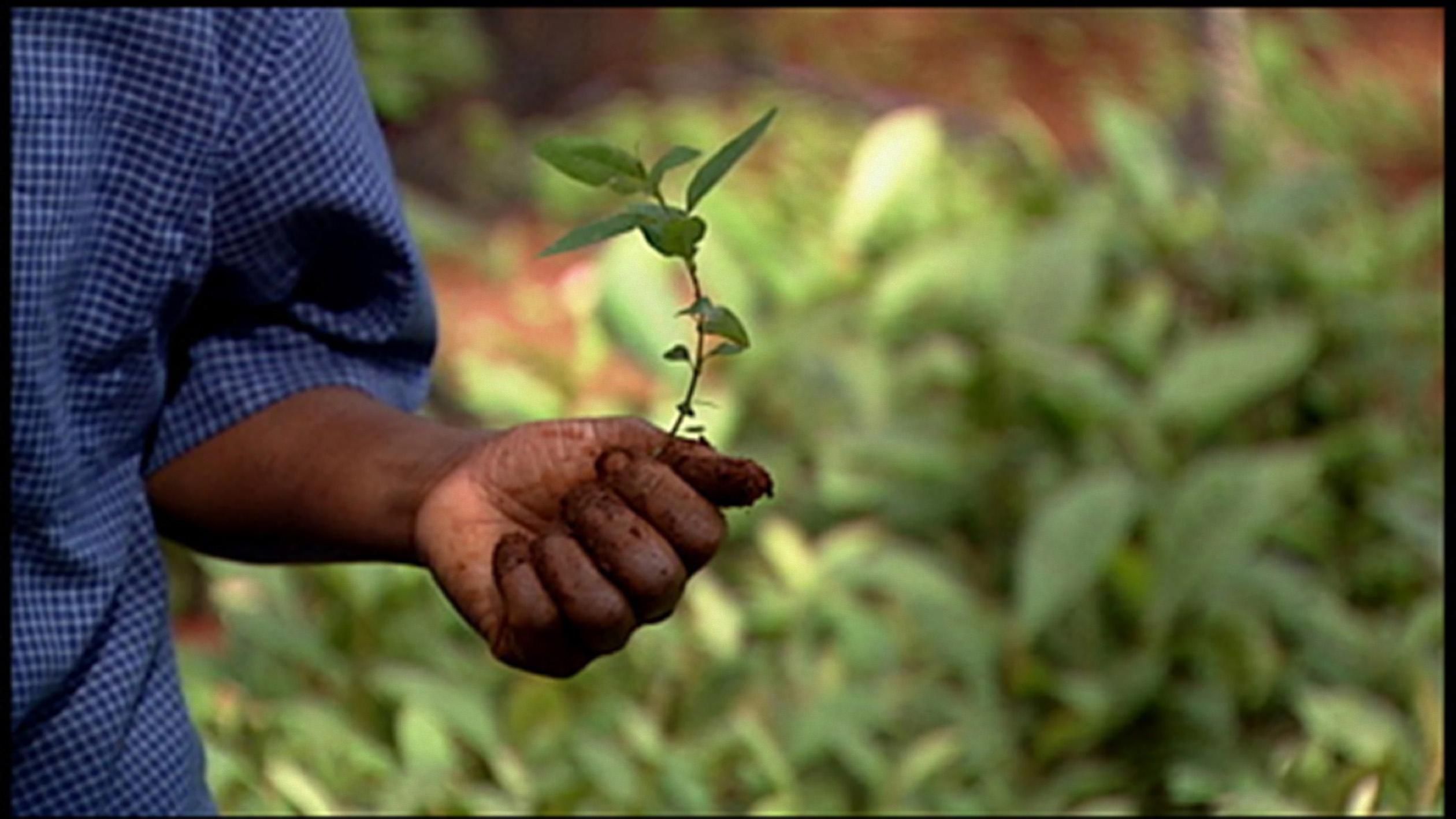forest restoration documentaries