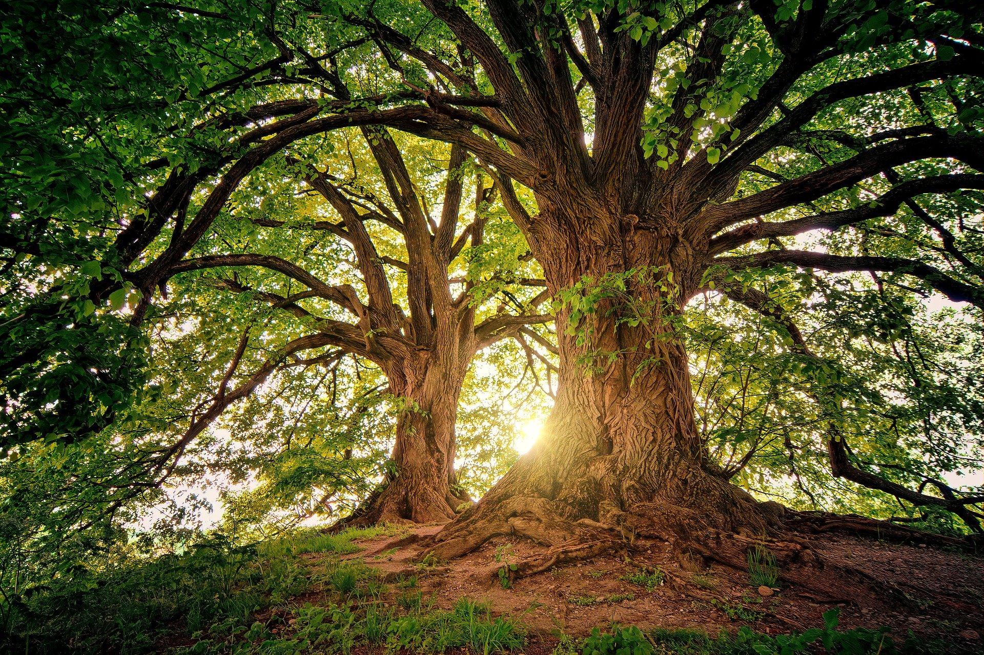 A large tree stands in the foreground with sun peeking through the branches