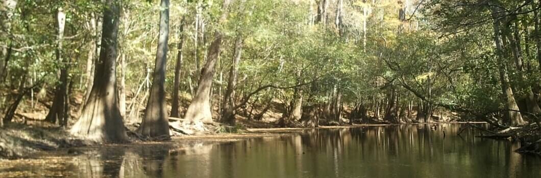 Beautiful wetland forests we must protect.