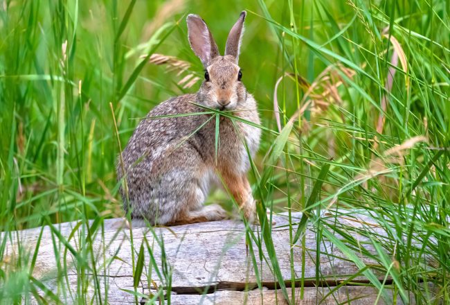 Close up portrait of an Eastern Cottontail Rabbit eating tall green grass while sitting atop a fallen log in the wilderness.