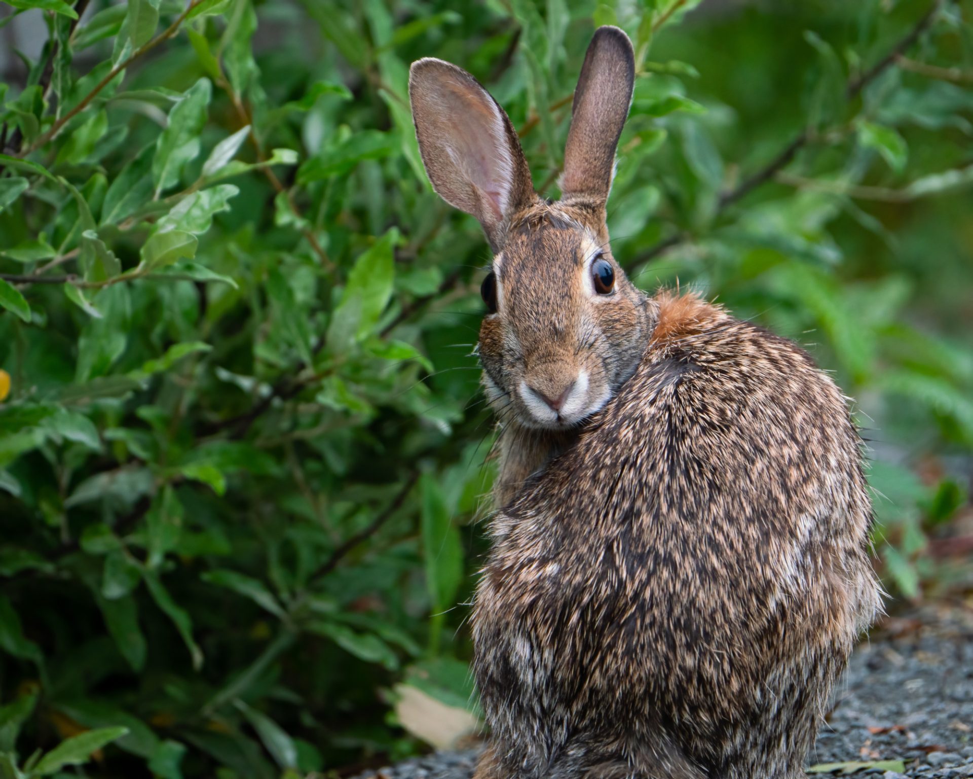 Appalachian cottontail rabbit in the woods