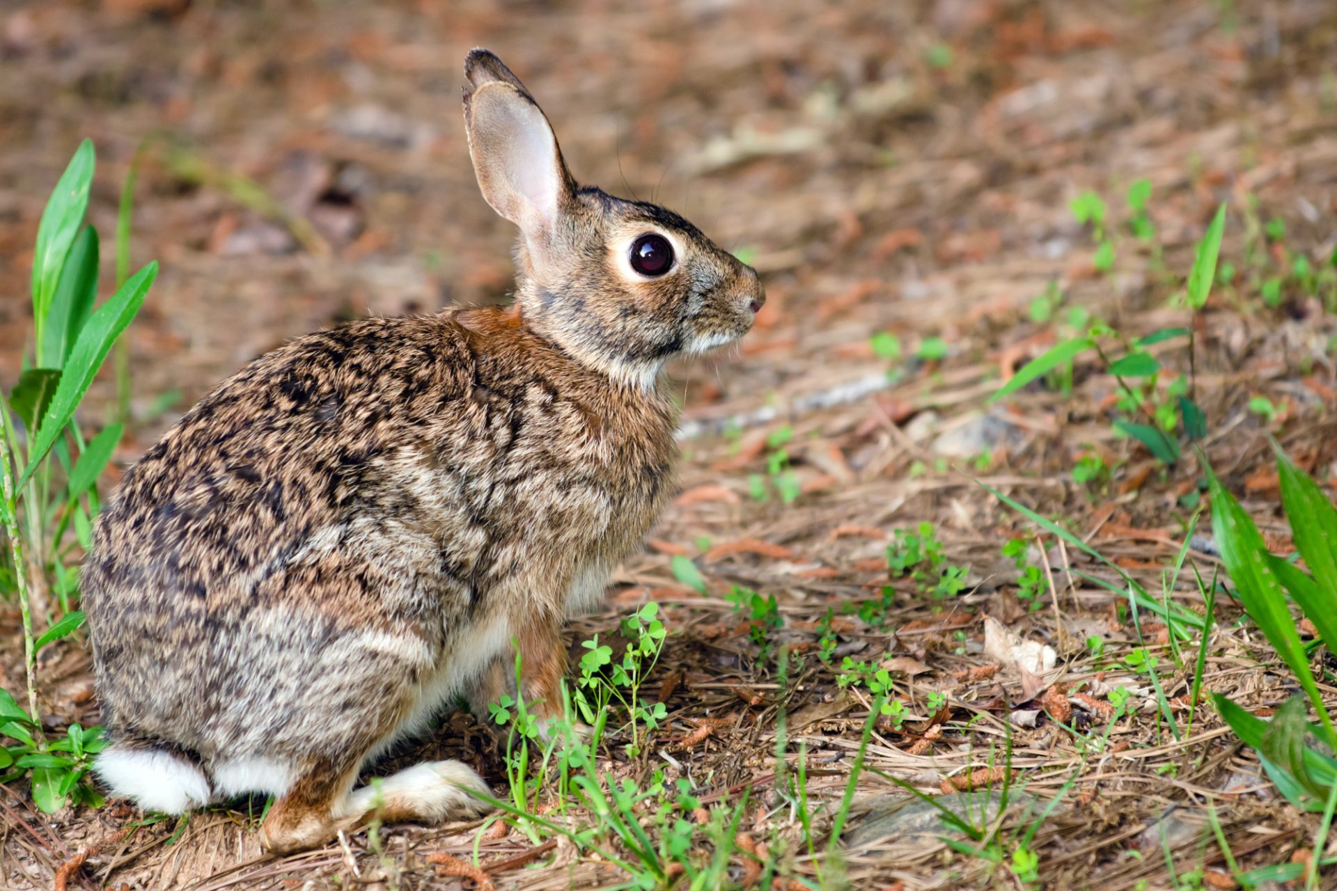 eastern cottontail rabbit in the woods