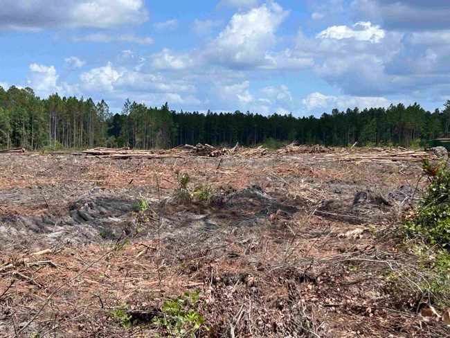 Clinch County GA Clearcut web